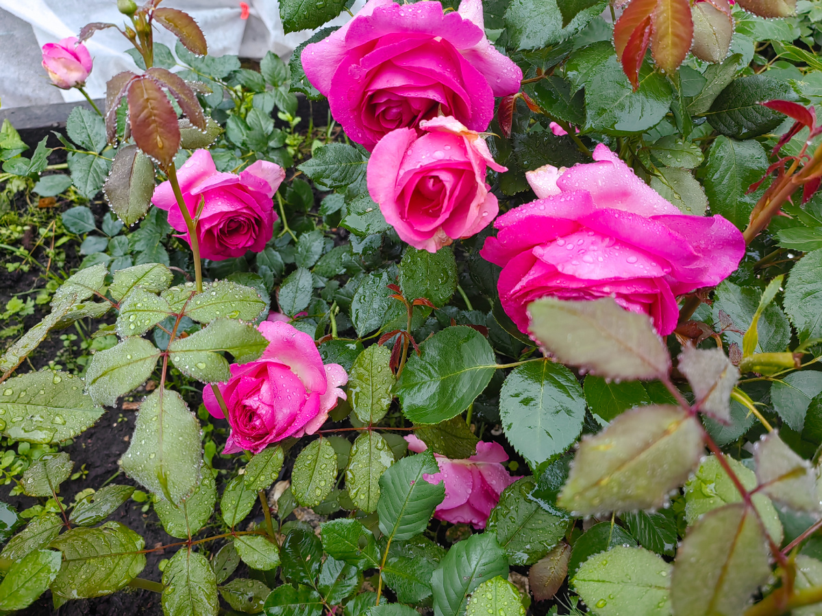 Это не Нью Доун. Это Пьер де Ронсар Цикламен. Укладывать его страшно. 