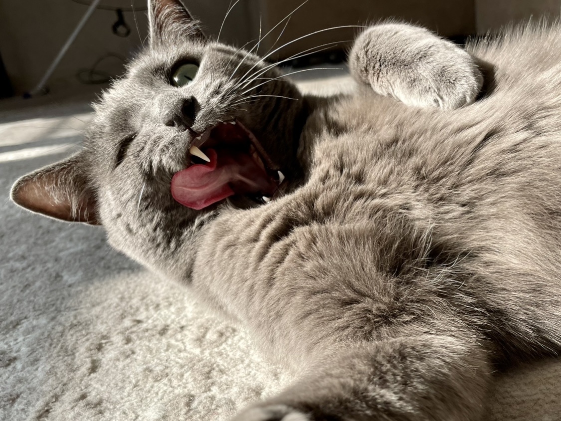 Мешать надо суп ложкой, не мне есть😾