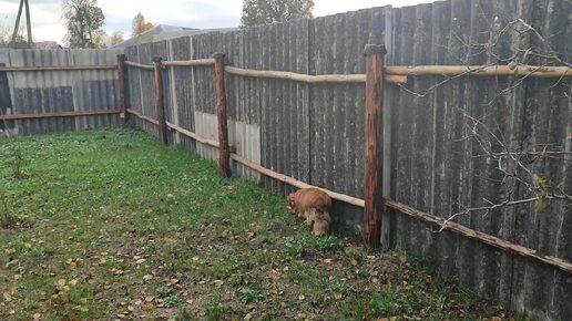 Сельская жизнь - Разработали землю под картошку. Всё будет в своё время.