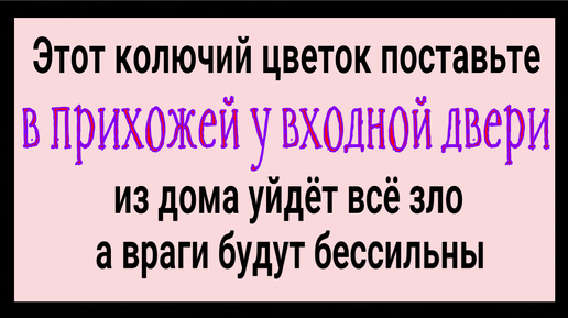 Из дома уйдёт всё зло, а враги будут бессильный - поставьте это домашнее растение у входной двери