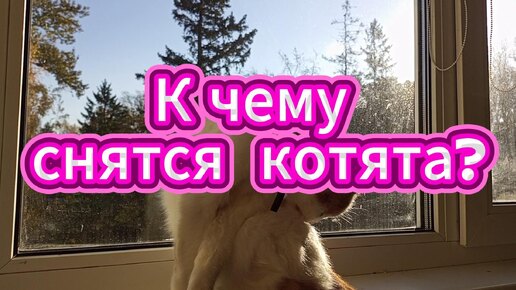 К чему снятся коты, кошки, котята