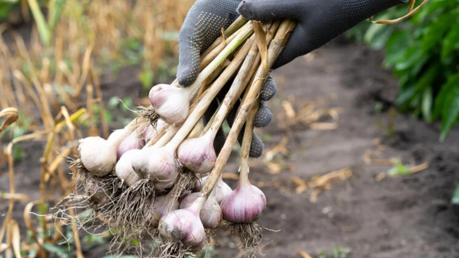 Посадка чеснока на Покров: не верил в народные приметы. Скептицизм обернулся изобилием: (старинный способ принес богатый урожай)