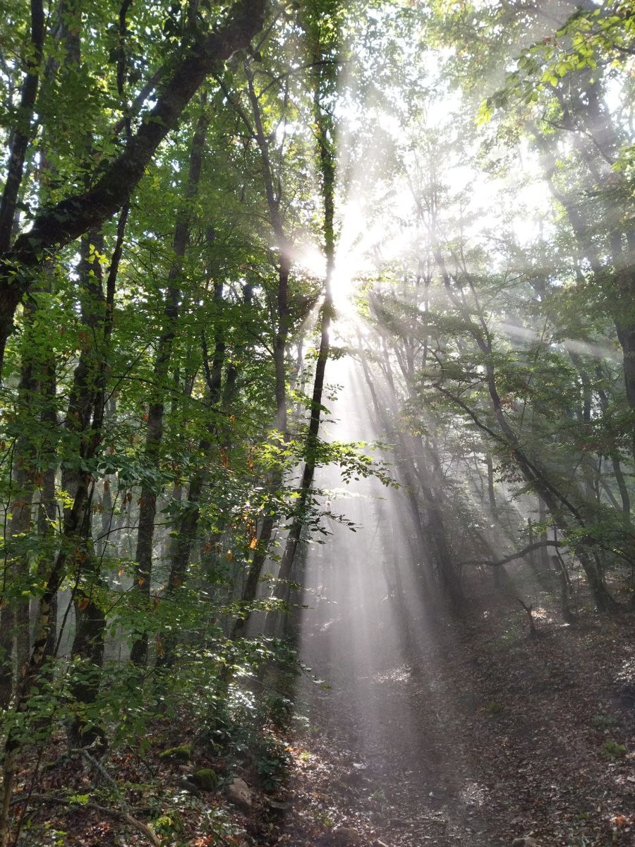 Наш осенний лес. Фото с утренней прогулки/@Gennadiy_Kostuchenko   