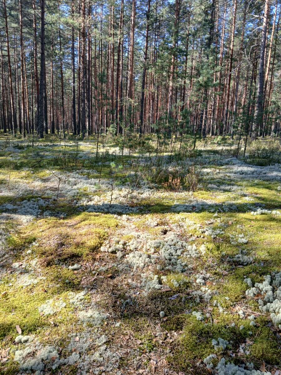 Лес у озера