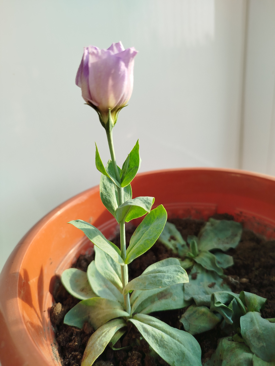 # Стараюсь продлить жизнь цветка.