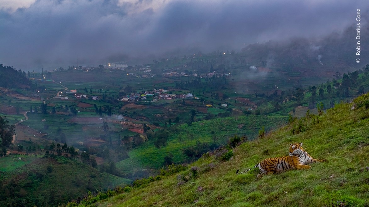 Фото: Robin Darius Conz / Wildlife Photographer of the Year