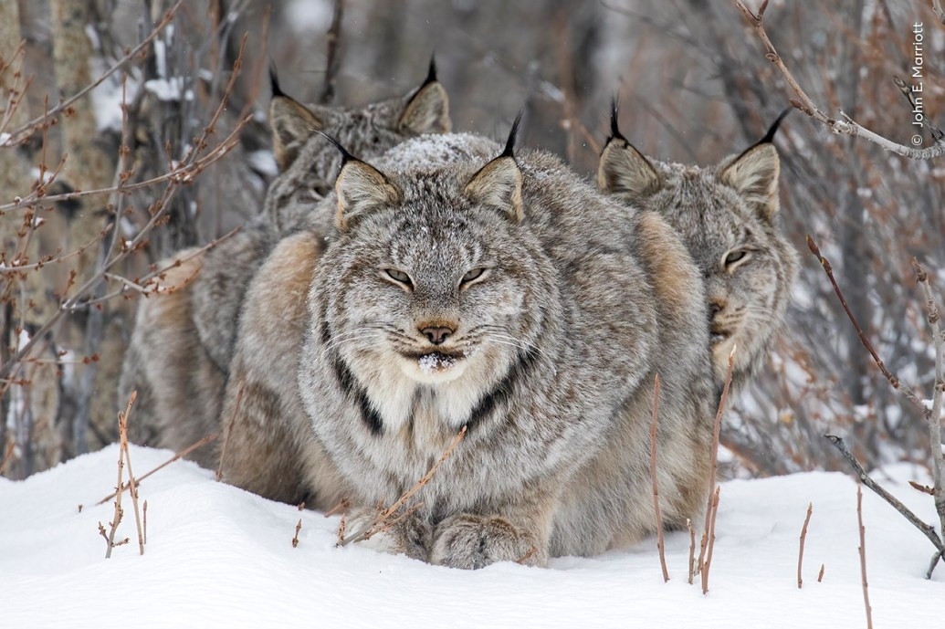 Фото: John E Marriott / Wildlife Photographer of the Year John