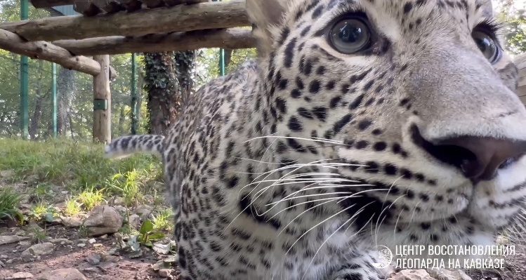    Фото: Центр восстановления леопарда на Кавказе (скриншот из видео)