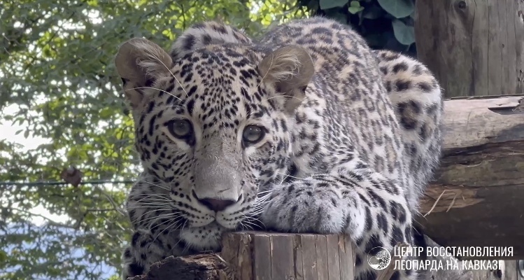    Фото: Центр восстановления леопарда на Кавказе (скриншот из видео)