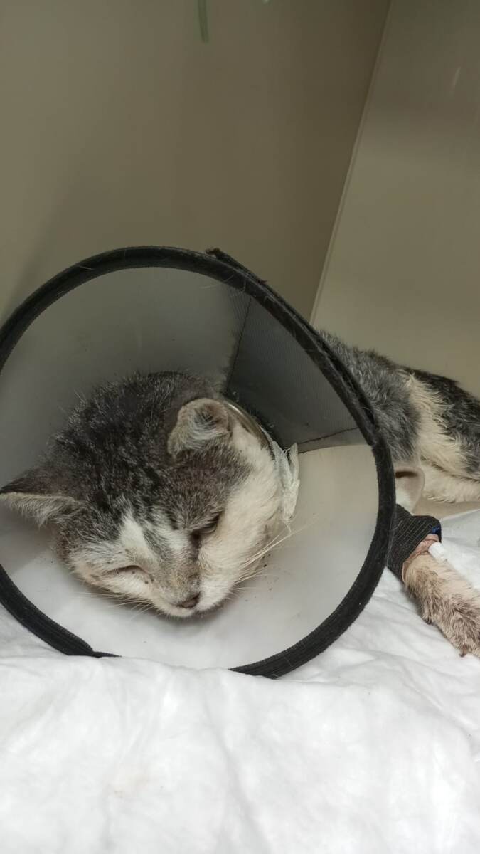 🙏🙏🙏 завтра я поеду к котику.Сегодня вечером будут результаты анализов , нужен донор или нет.Тимочка  ходит, но это со слов врачей.🙏.   