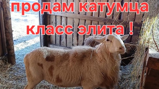 Продаю производителя , Катумский баран , класс элита !