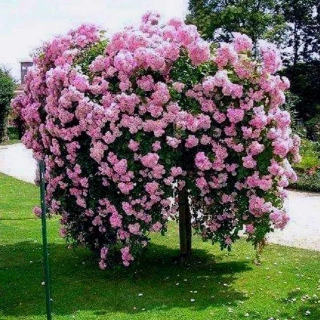 Иллюстрация к теме