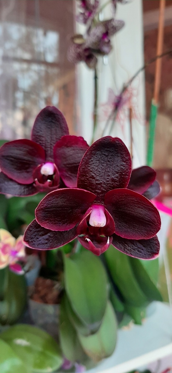 Красотка! Но никогда не дает больше 3-4 цветочков, хотя уже и пересадила ее в горшок побольше