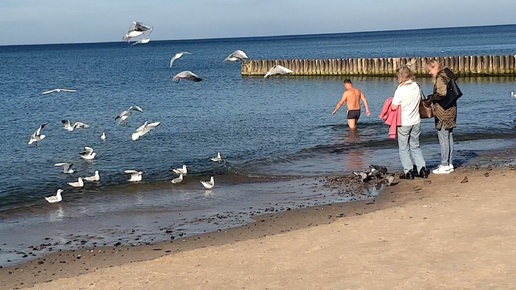 😲В КАЛИНИНГРАДЕ +21°😲 НАРОД ПРОДОЛЖАЕТ КУПАТЬСЯ🌊 ВОДА 17°🌡️ ЧУДЕСНАЯ ОСЕНЬ🍁🔆