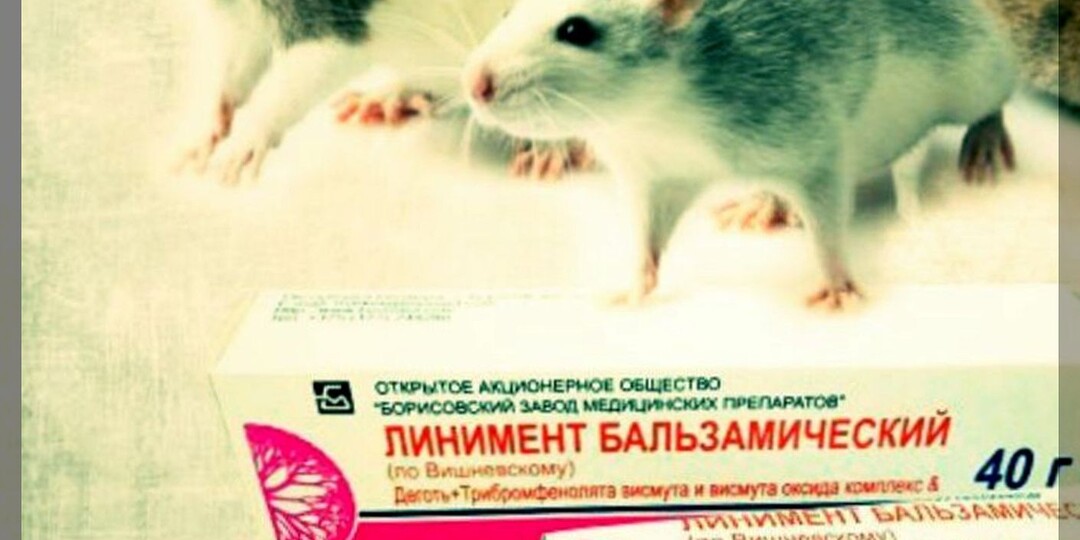 Традиционные и необычные способы прогнать мышей из дачного домика: как защить дачу от грызунов осенью и зимой