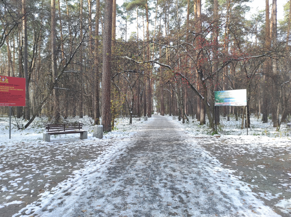 Главная аллея Мало-Истокского лесного парка