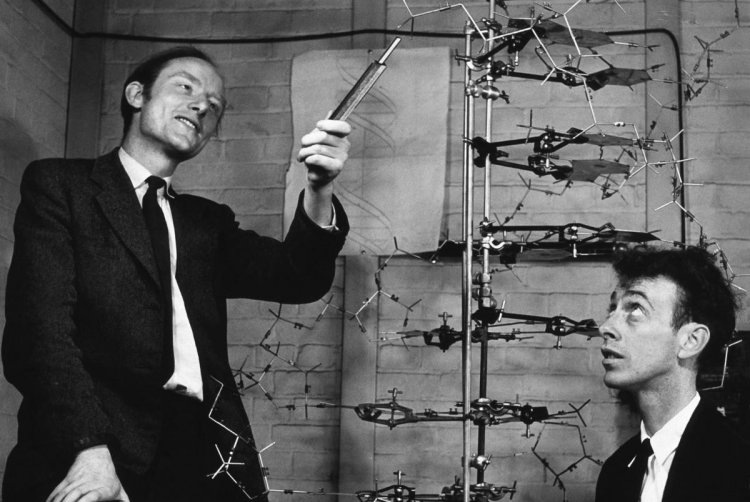 Слева направо: Фрэнсис Крик, Джеймс Уотсон. Фото: (с) A. Barringtot Brown