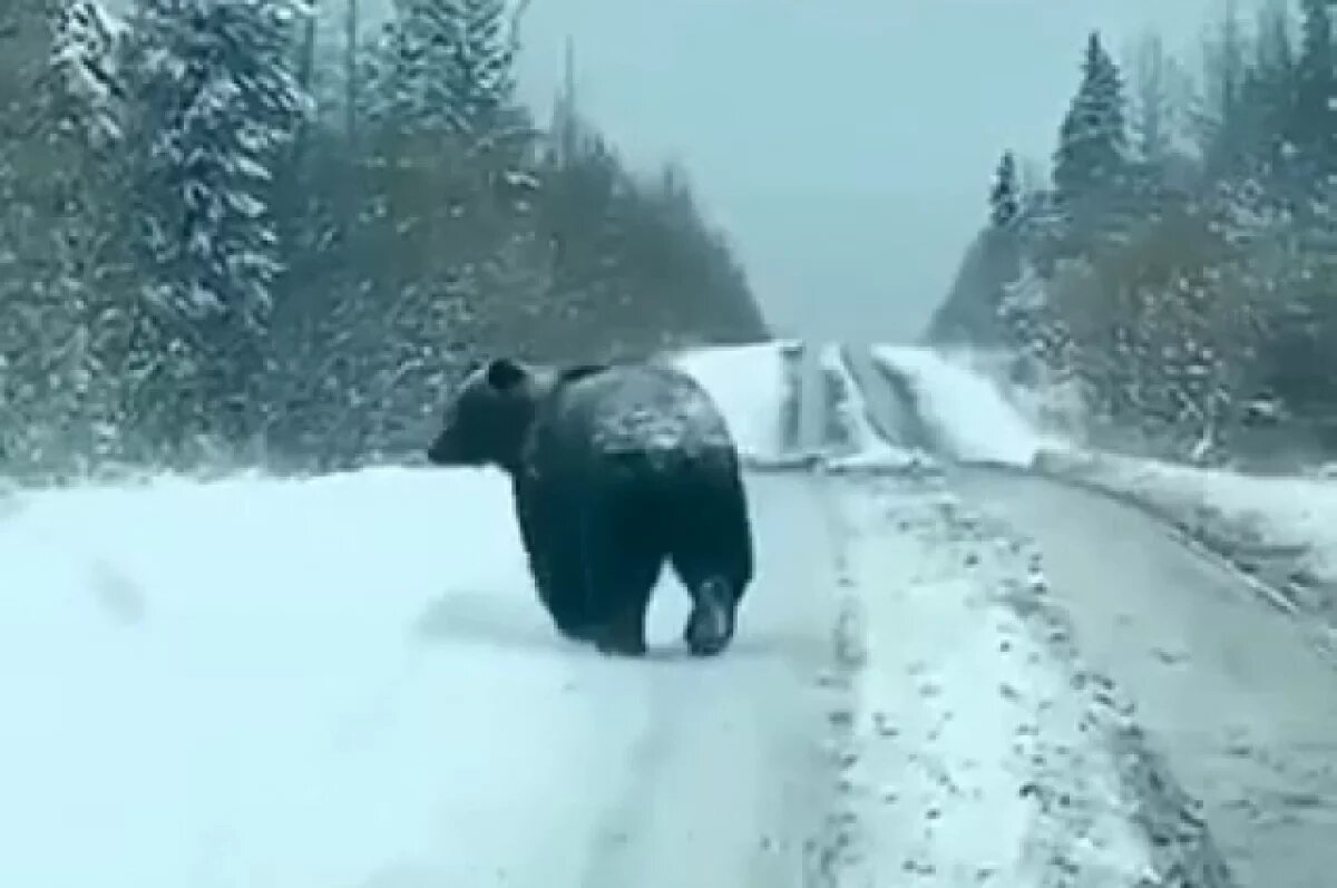    В Красноярском крае медведь вышел прямо на трассу, ведущую в село Тасеево