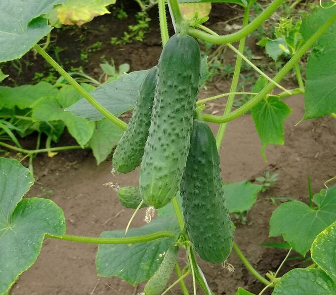 Огурцы Маша F1,