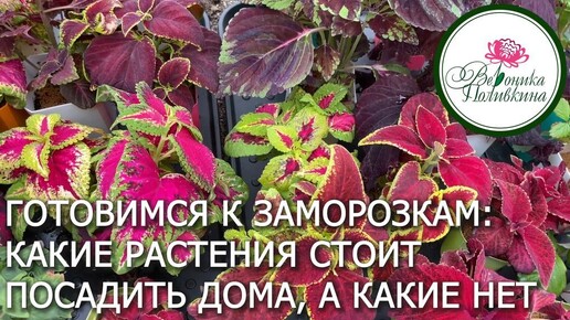 ГОТОВИМСЯ К ЗАМОРОЗКАМ.КАКИЕ РАСТЕНИЯ СТОИТ ПОСАДИТЬ ДОМА