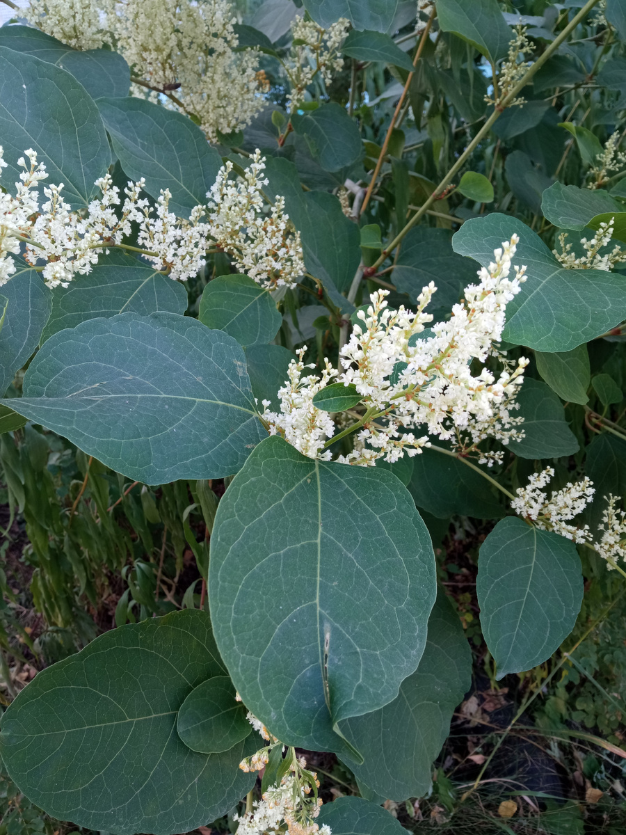 Собственно рейнутрия в средней полосе России