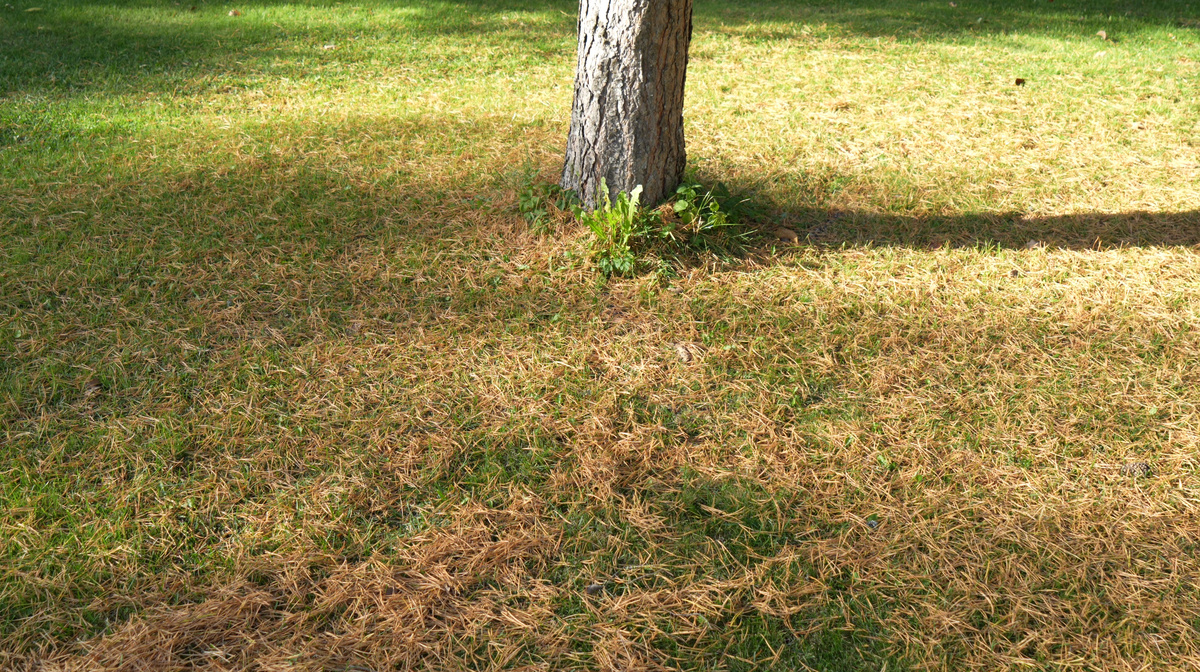 Опавшие иголки - проблема для обладателя газона