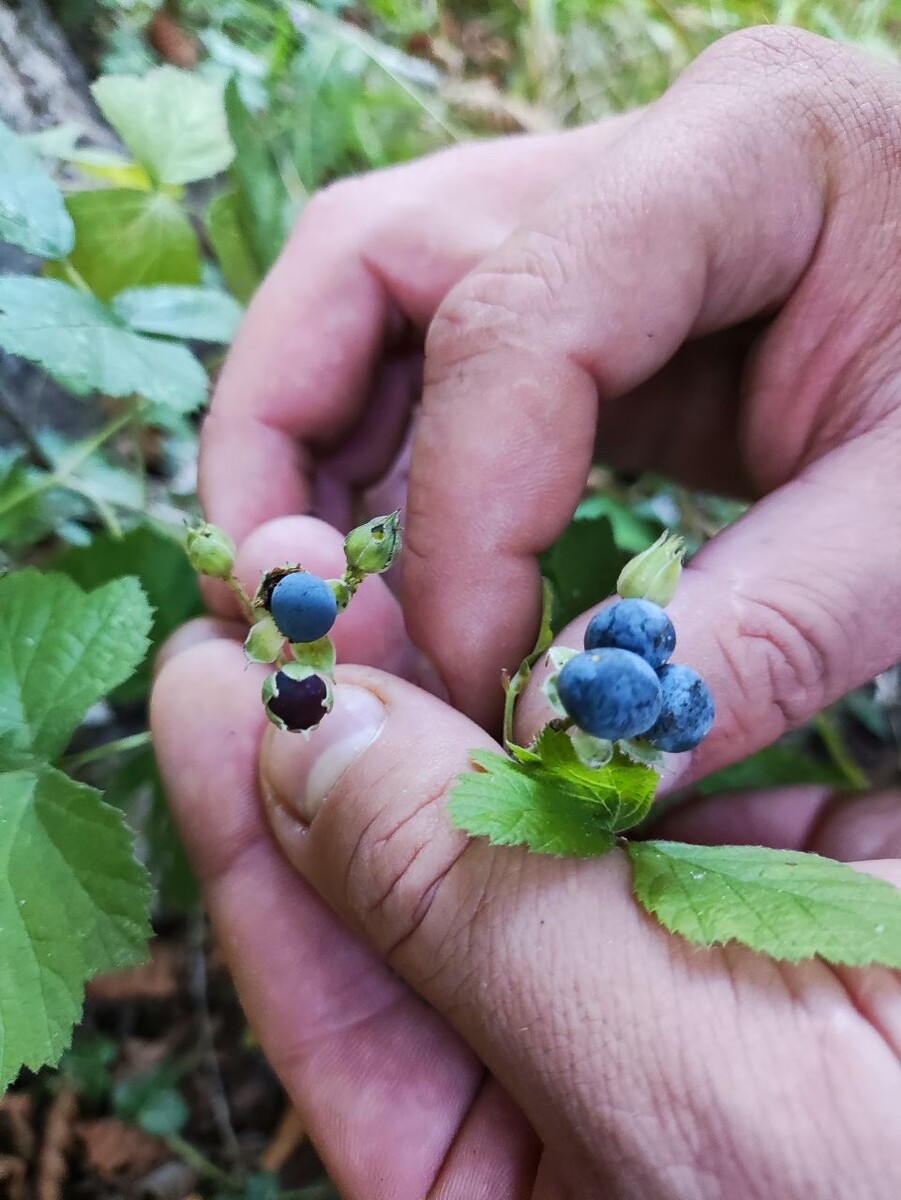Растение, которое нашли мы, явно принадлежит к роду Rubus (малина). Фото сделано в конце сентября