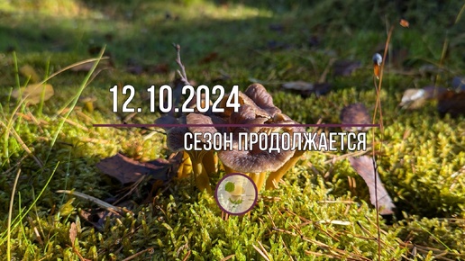 12.10.24г. Пока что не торопимся закрывать грибной сезон)