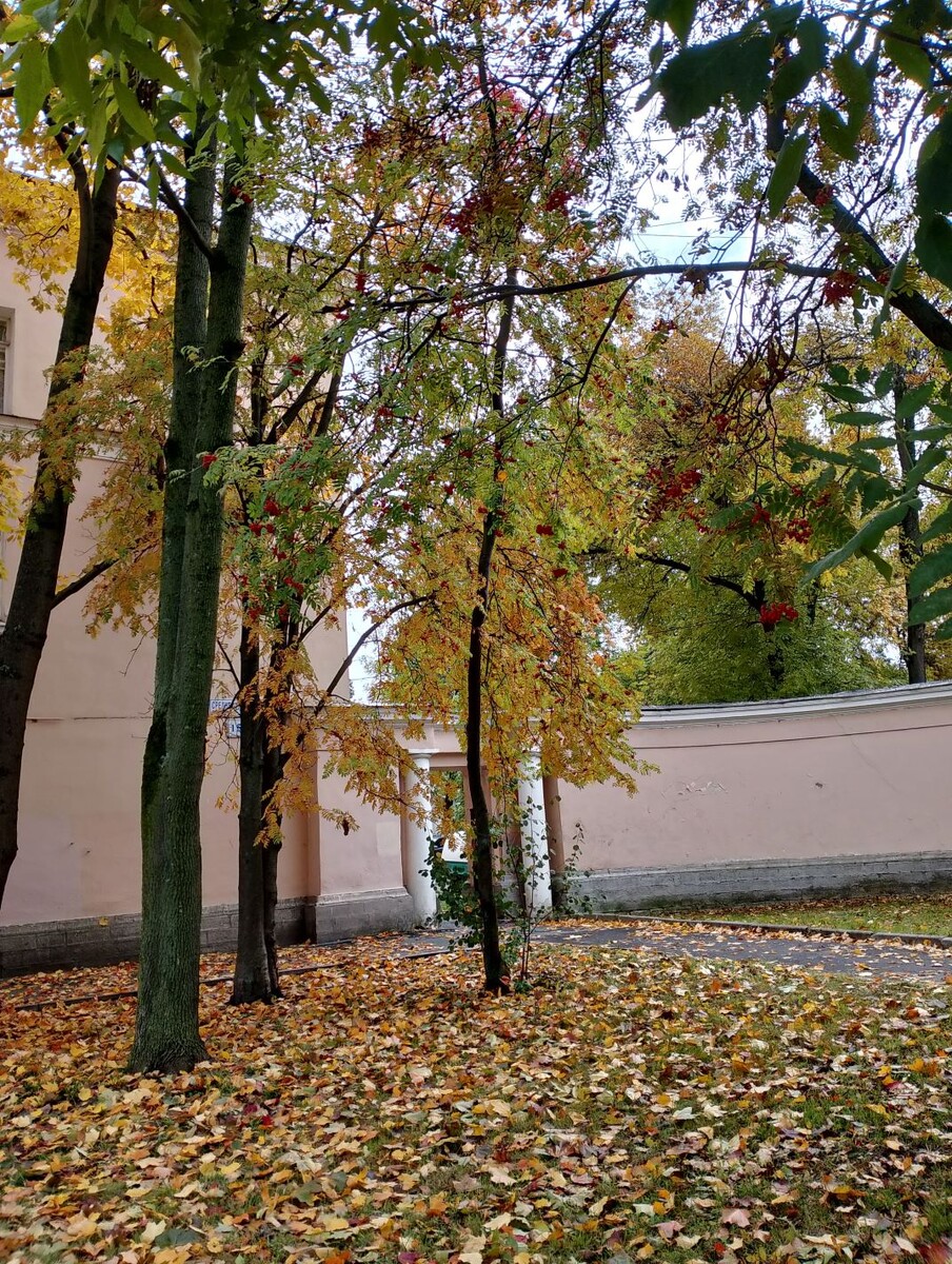 А здесь рябина лучше видна.

