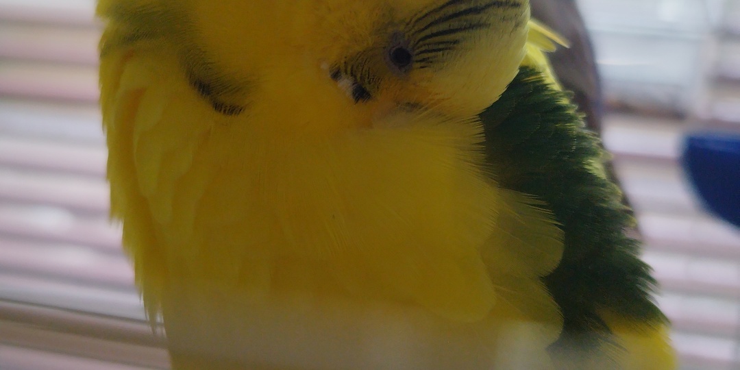 🌨️Как понять, что попугай замёрз?