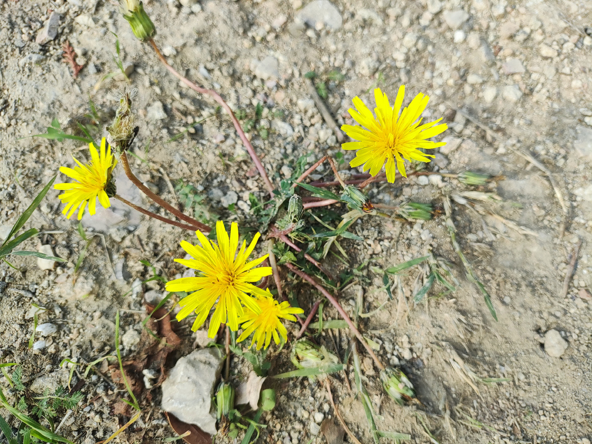 - Одуванчик, объясни свою маленькость!