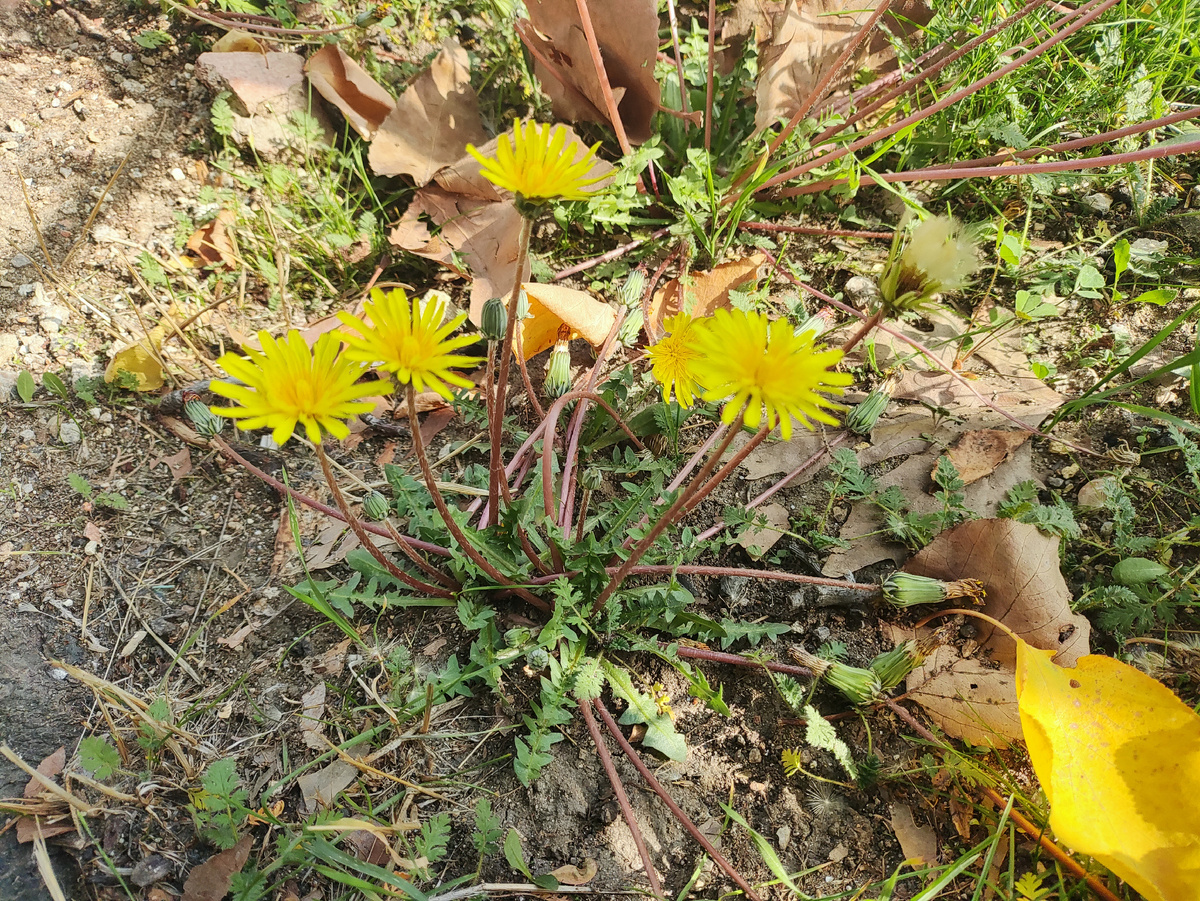 - Я осенний.