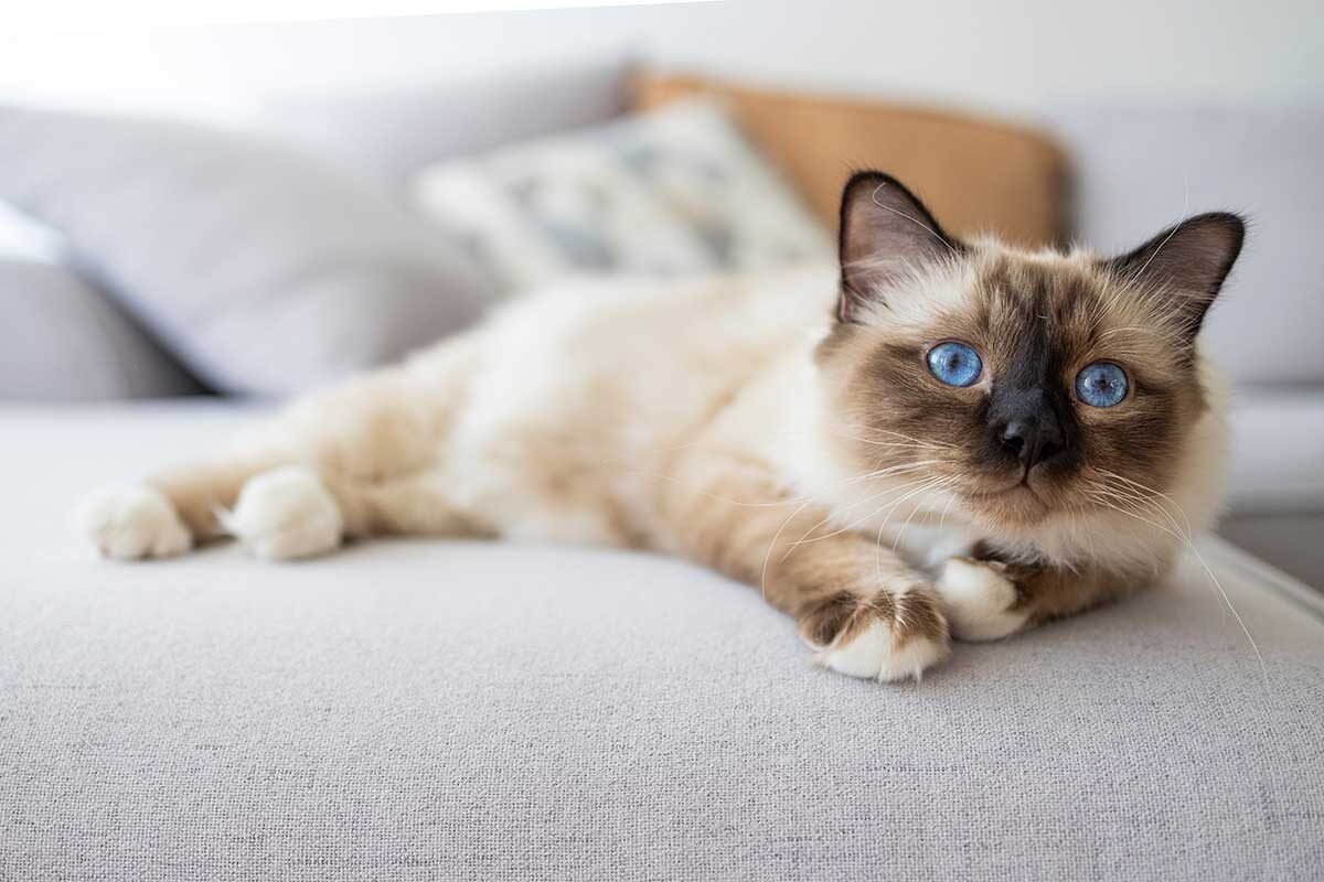 Dragana Gordic / Shutterstock / FOTODOM📷Бирманские кошки известны нежной и ласковой натурой, часто ищут человеческого общества