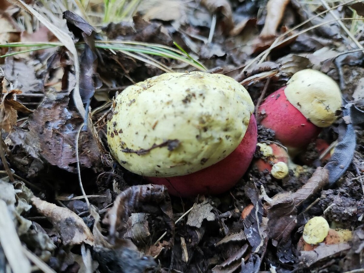 А кто это у нас такой яркий?