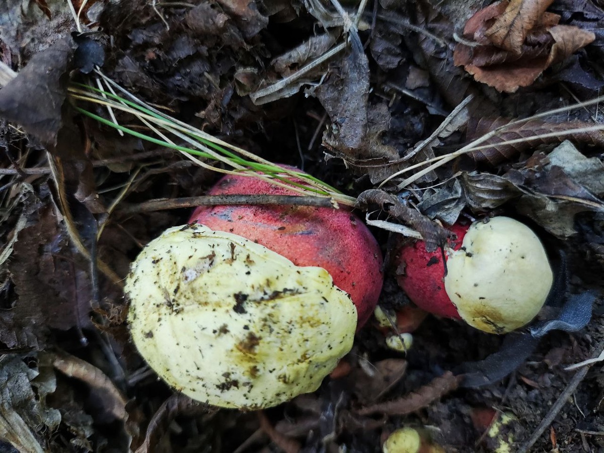 Такие маленькие, а уже дьяволы!