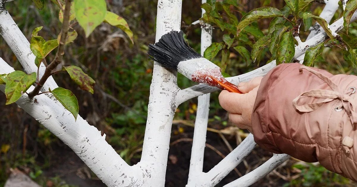 Толщина слоя побелки на стволах плодовых деревьев должна составлять около 2-3 мм