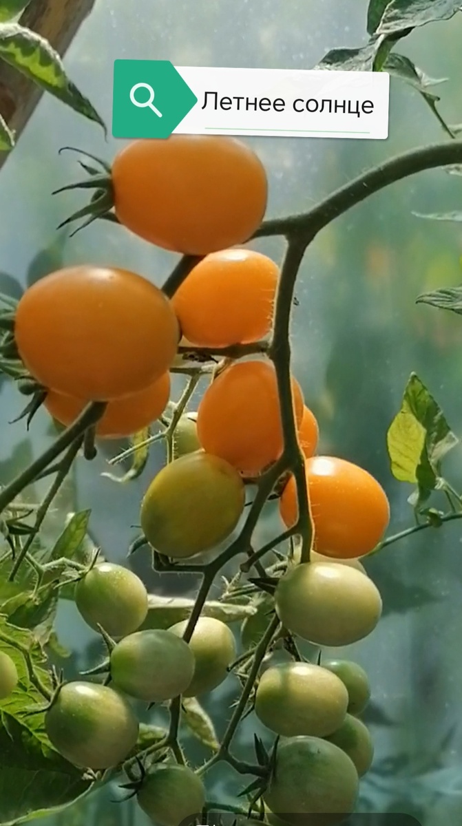 Летнее солнце