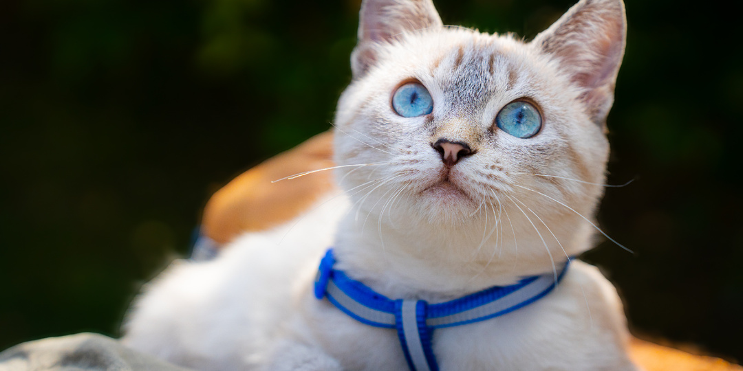 Невероятный котенок в добрые руки😍