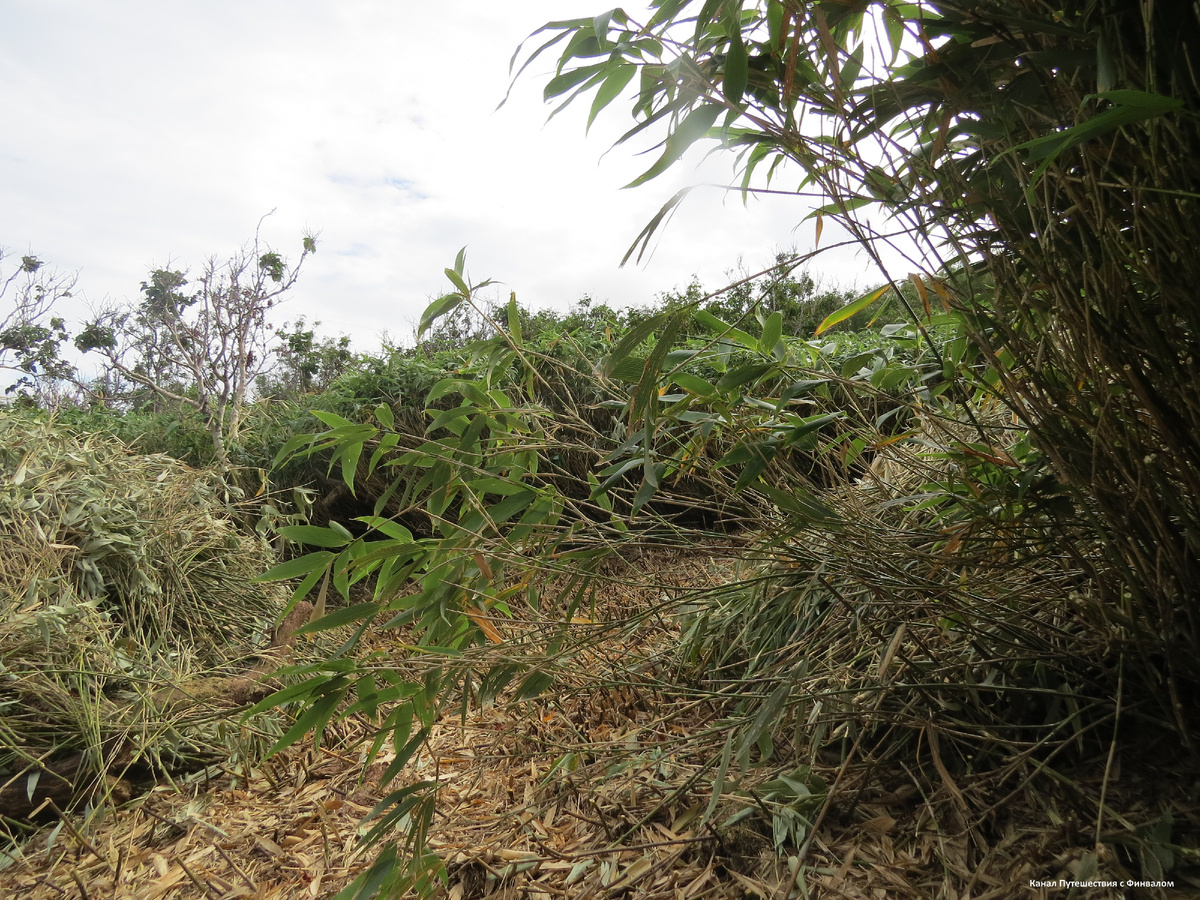 Бамбук также, как и пырей, злак, трава. Только "деревянная"))). 