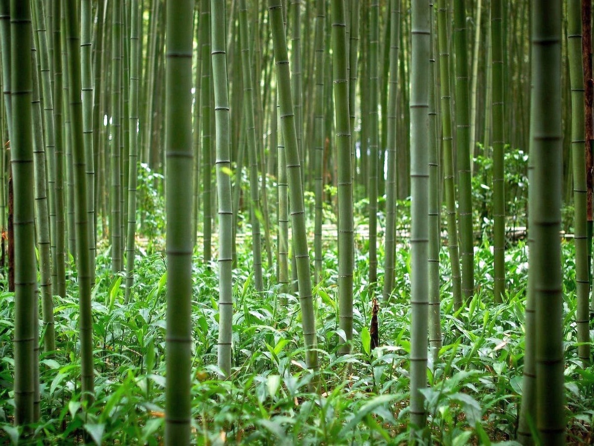 Бамбуковый "лес" в Японии.
