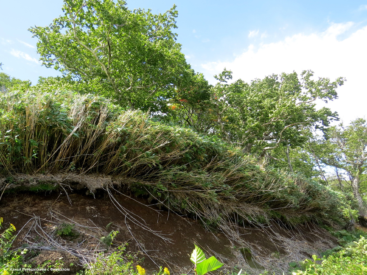 Такие заросли бамбучника медведи обходят стороной.