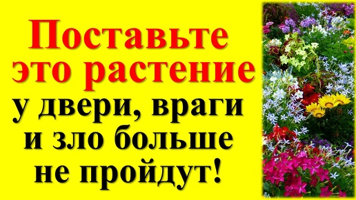 Как защититься от врагов и завистников. Ритуалы и обряды. Народные приметы про растения