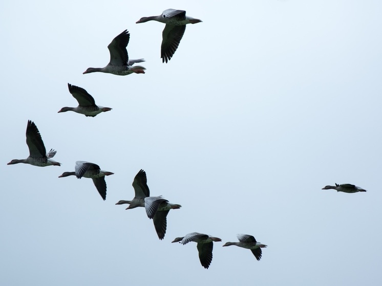     Фото: pxhere.com