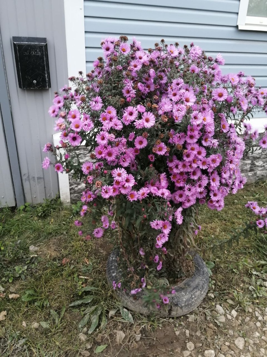 Осенний букет у соседей