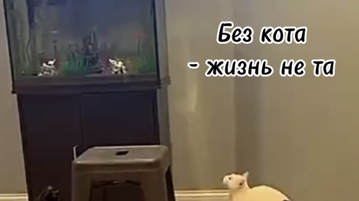 Кот - это жидкость