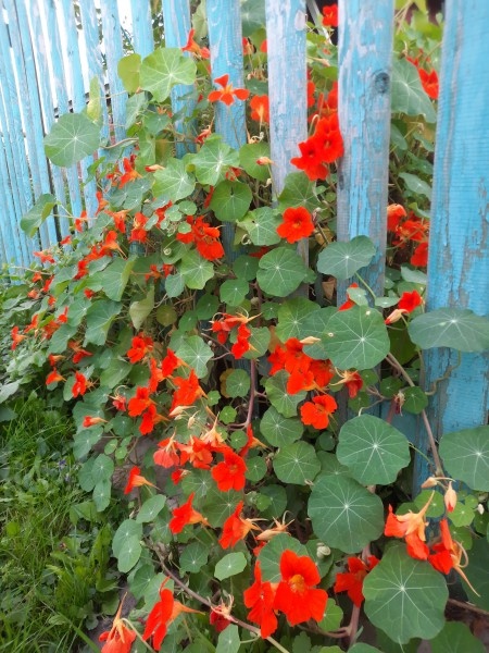 Плетистая настурция, выращенная в бочке, перелезла за забор