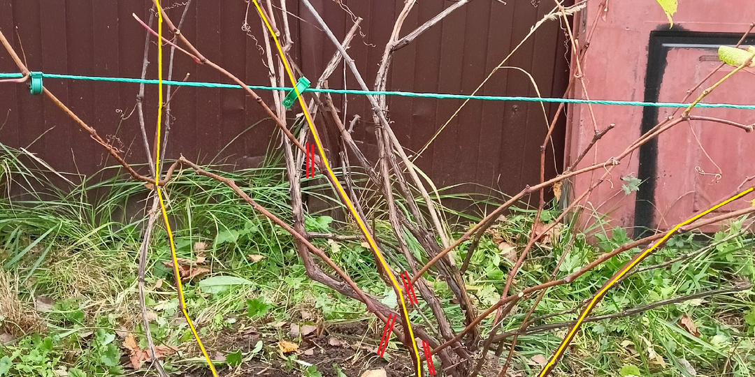 "Как только подхожу к ним жалко резать и мне непонятно совсем. Умоляю Вас помогите"