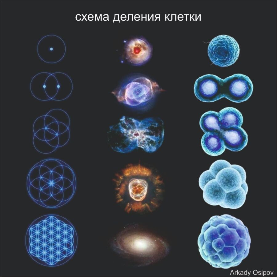 Цветок Жизни, Цветок Пространства, Сакральная геометрия… Вы, наверняка, видели символ, который так называют. Возможно, даже задавались вопросом, что он значит или даже изучали его.  
 
В любом случае информация о том, что он в себе таит, изменит Ваше представление о реальности навсегда. Он не принадлежит ни к одной из мировых религий, так как был найден на разных континентах, в разных культурах. 
 
Углубляясь в понимание этого символа, приходим к осознанию секретов жизни и пространства, а также к осознанию закономерностей создания мира и жизни. Так что же такое Цветок Жизни как он выглядит, как проявляет свои свойства и какие секреты хранит?  
 
Давайте разберемся по порядку. Наиболее распространенной формой Цветка является гексагональный узор, состоящий из 19 полных окружностей и 36 частичных круговых дуг, замкнутых большим кругом. 
 
Семя Жизни (центр Цветка) формируется из семи кругов, расположенных с шестикратной симметрией, образуя узор из кругов, который выступает в качестве основного компонента дизайна Цветка Жизни. Что создаёт узор Цветка, напоминая нам, как все взаимосвязано и гармонично.
 
Семя Жизни символизирует обряд творения и показывает, как создается жизнь. Давайте попробуем его нарисовать. Начинать надо всегда с круга. Круг - это начало, так жизнь начинается и для человека, с первой оплодотворенной яйцеклетки. Затем эта клетка распадается, то же самое происходит с Цветком Жизни. Теперь рисуем второй круг так, чтобы он пересекался с первым точно в центре. Этот процесс продолжается до тех пор, пока мы не получим первые семь кругов (Семя Жизни). Процесс развития человеческой жизни тот же, ооцит (яйцеклетка) продолжает разделяться, образуя первый кластер клеток. 

Другими словами – это схема деления клетки.