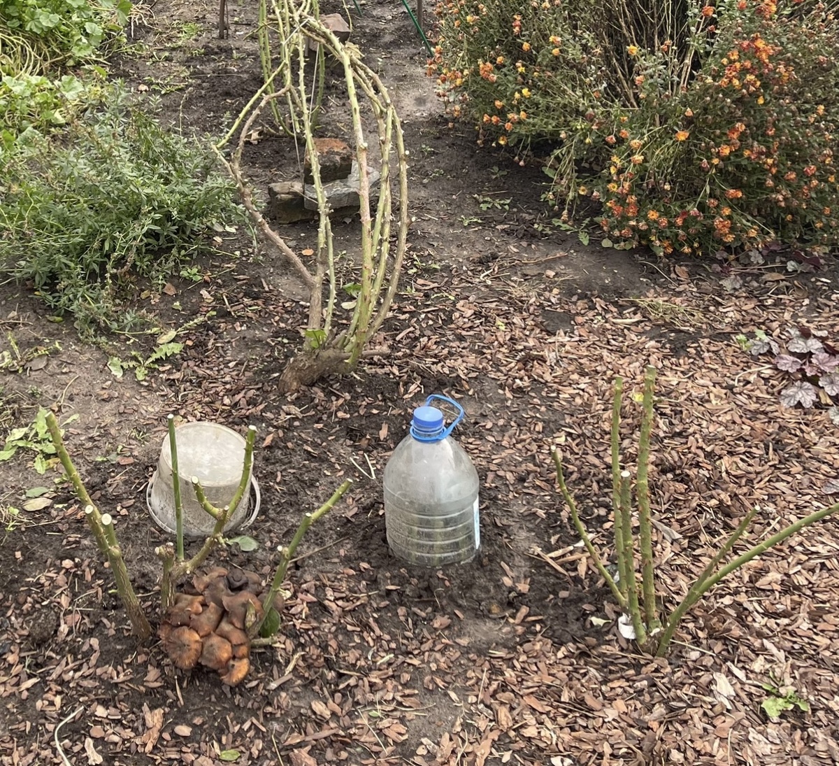 Ноябрь 2023. Чайно-гибридные розы на переднем плане.