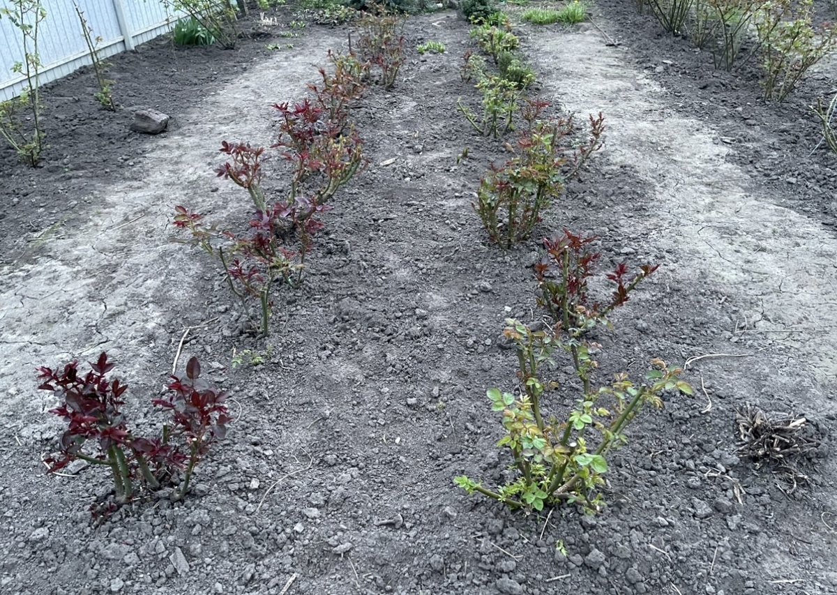 Чайно-гибридные розы. 13 апреля 2024 года